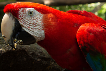 red and yellow macaw © Juanluissebastian