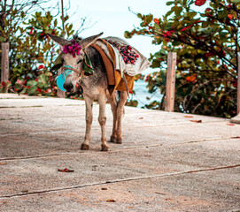 Burro amarrado