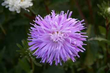Obraz premium aster