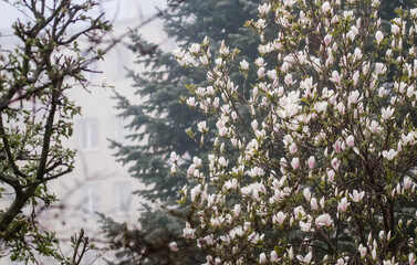 Kompozycja kwiatowa różowo białe kwiaty magnolii na tle ogrodu ujęcie we mgle	
 - obrazy, fototapety, plakaty