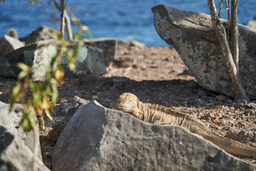 Galapagos land iguana, Conolophus subcristatus. in its natural habitat. A yellow lizard looking like a small dragon or dinosaur. Galapagos islands, Ecuador