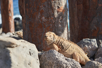 Galapagos land iguana, Conolophus subcristatus. in its natural habitat. A yellow lizard looking like a small dragon or dinosaur. Galapagos islands, Ecuador