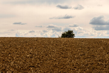 Einsamer Baum