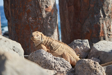 Galapagos land iguana, Conolophus subcristatus. in its natural habitat. A yellow lizard looking like a small dragon or dinosaur. Galapagos islands, Ecuador