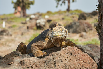 Galapagos land iguana, Conolophus subcristatus. in its natural habitat. A yellow lizard looking like a small dragon or dinosaur. Galapagos islands, Ecuador