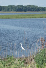 White crane in lake