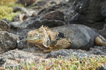 Galapagos land iguana, Conolophus subcristatus. in its natural habitat. A yellow lizard looking like a small dragon or dinosaur. Galapagos islands, Ecuador