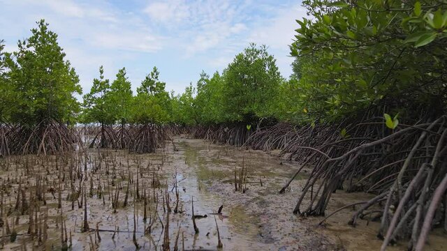 asia, bed, borneo, branch, bush, coast, coastline, day, dense, dolly, dry, ecosystem, environment, forest, green, jungle, landscape, low, mangrove, mangroves, marsh, mud, natural, nature, ocean, outdo