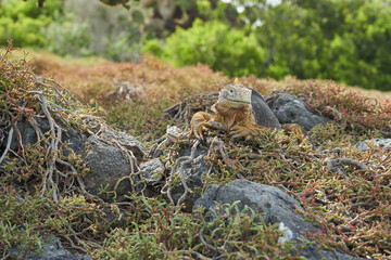 Galapagos land iguana, Conolophus subcristatus. in its natural habitat. A yellow lizard looking like a small dragon or dinosaur. Galapagos islands, Ecuador
