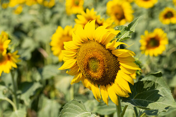 Sunflower Flower Blossom. Field of Golden sunflowers, illuminated by the midday sun.