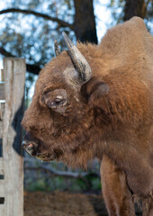 European bison (Bison bonasus), also known as the wisent. The existence of an animal in the reserve.