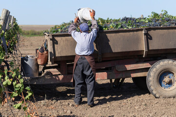 Obraz premium Peasants are picking grapes. Harvest home. Wine-making. Technology of wine production. The folk tradition of making wine.