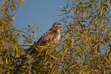 Red-Tailed Hawk Blending in Perched in a Tree