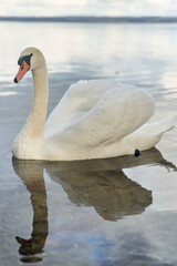 Obraz premium White swans swim in the lake. Kaliningrad region.
