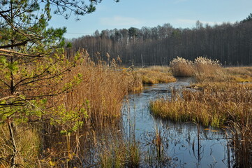 Jesień na torfowisku 