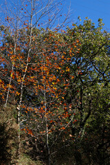 Fototapeta na wymiar Tree in the forest in an autumn day