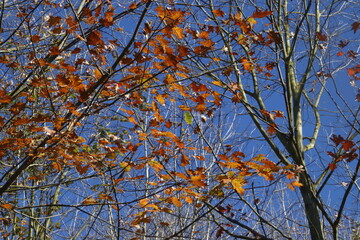 Tree in the forest in an autumn day