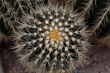 Closeup of a golden barrel cactus in a desert garden