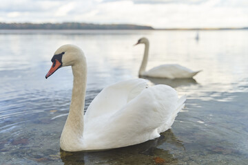 White swans swim in the lake. Kaliningrad region.