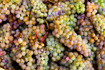 Ripe and juicy grape bunches background.  Vintage. Grape harvest.