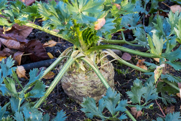 Knollensellerie (Apium graveolens var. rapaceum)
