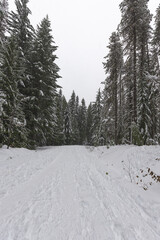 track in the Hood mountains