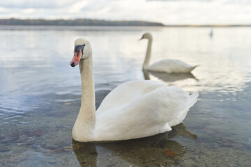 Fototapeta premium White swans swim in the lake. Kaliningrad region.