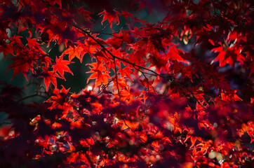 Japanese red maple tree (Acer palmatum) leaves in the sun