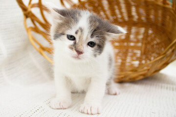 Fototapeta na wymiar Cute white spotted little kitten near a wicker straw basket on a knitted blanket