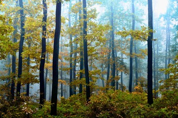 Green forest in fog, oak trees with green leafs in foggy conditions,light background.Gloomy magical landscape at autumn/fall.   .