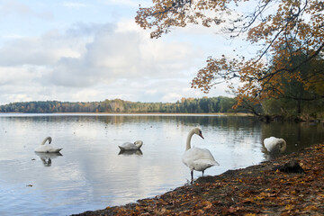 White swans swim in the lake. Kaliningrad region.