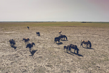 Troop of horses, on the plain, in La Pampa, Argentina