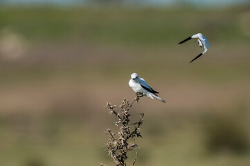 White monjita, xolmis irupero, perched, Patagonia Argentina