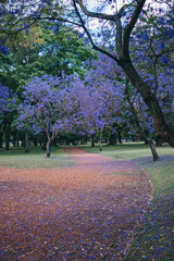 Jacarandá en Buenos Aires