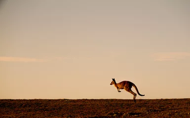 Poster Im Rahmen Eastern Grey Kangaroos at Dawn © Janelle