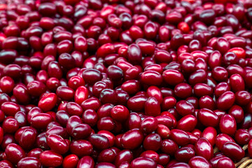 Fresh dogwood red berries background. Fresh cornel berries.
