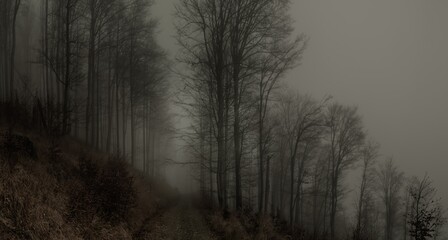 Creepy beech trees forest in Jeseniky mountains at autumn. Gloomy hilly foggy landscape, tree trunks, forest road. Jeseniky mountains, Eastern Europe, Moravia.  .