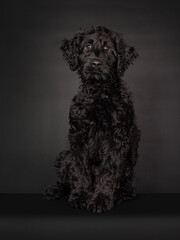 Sweet curious puppy black Labradoodle or cobberdog, sitting looking towards the camera with big brown eyes. Isolated on a black background.