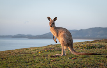 Eastern Grey Kangaroo at Dawn