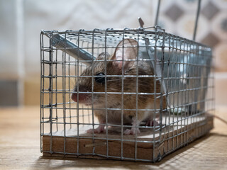 Living wood mouse trapped in a mouse trap