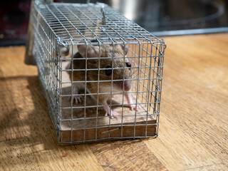 Living wood mouse trapped in a mouse trap