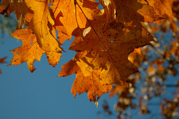 autumn leaves on the tree