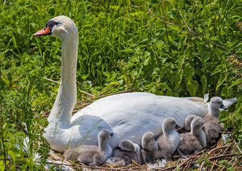 Mute Swan (Cygnus olor) freshly hatched chicks resting in cozy and warm feather-bed of mother in nest, Heidelberg, Baden-Wuerttemberg, Germany