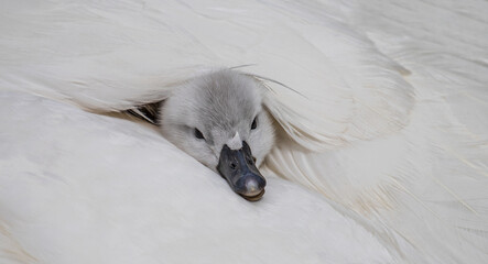Mute Swan (Cygnus olor) freshly hatched chick resting in cozy and warm feather-bed of mother partly hidden behind feather, Heidelberg, Baden-Wuerttemberg, Germany