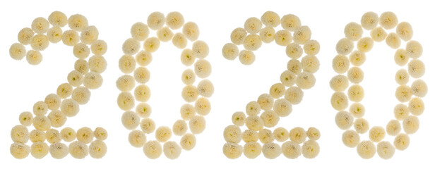 Numeral 2020 from cream flowers of chrysanthemum, isolated on white background