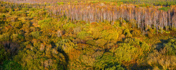 Green and yellow autumn forest aerial panoramic view