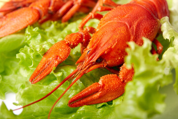 Close-up of boiled crayfish on a lettuce leaf