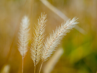 枯れ猫じゃらし