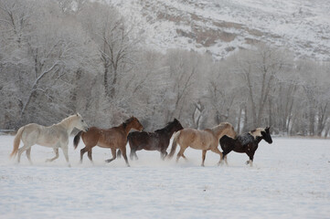 Horse running in the snow on a cold winter day with hoar frost on trees on ranch in wyoming in the american west majority of herd being quarter horses some mustangs