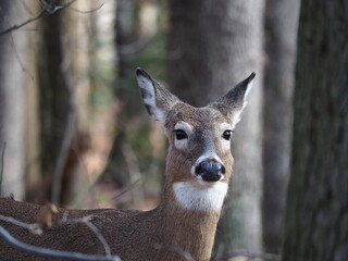 closeup of female whitetail deer in forest